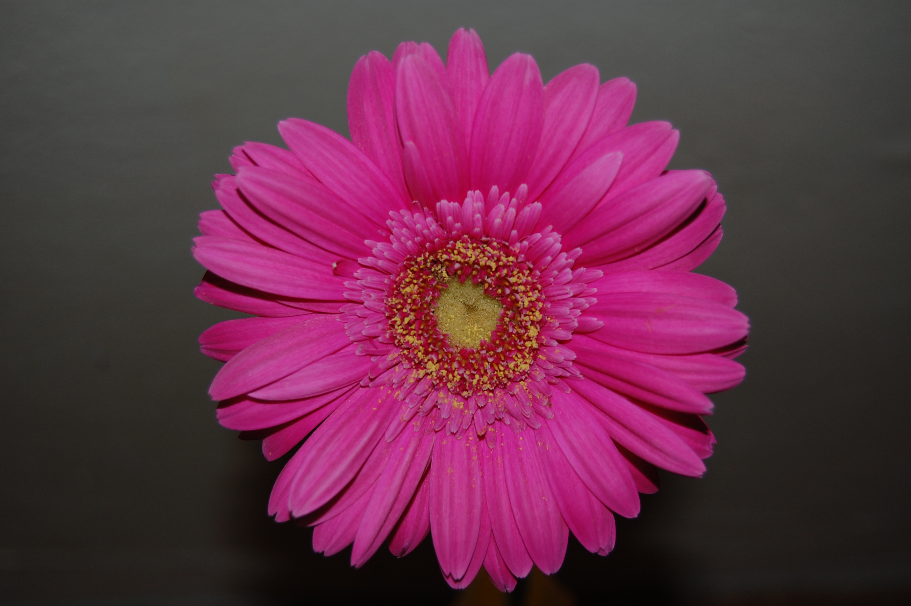 Gerbera k svátku