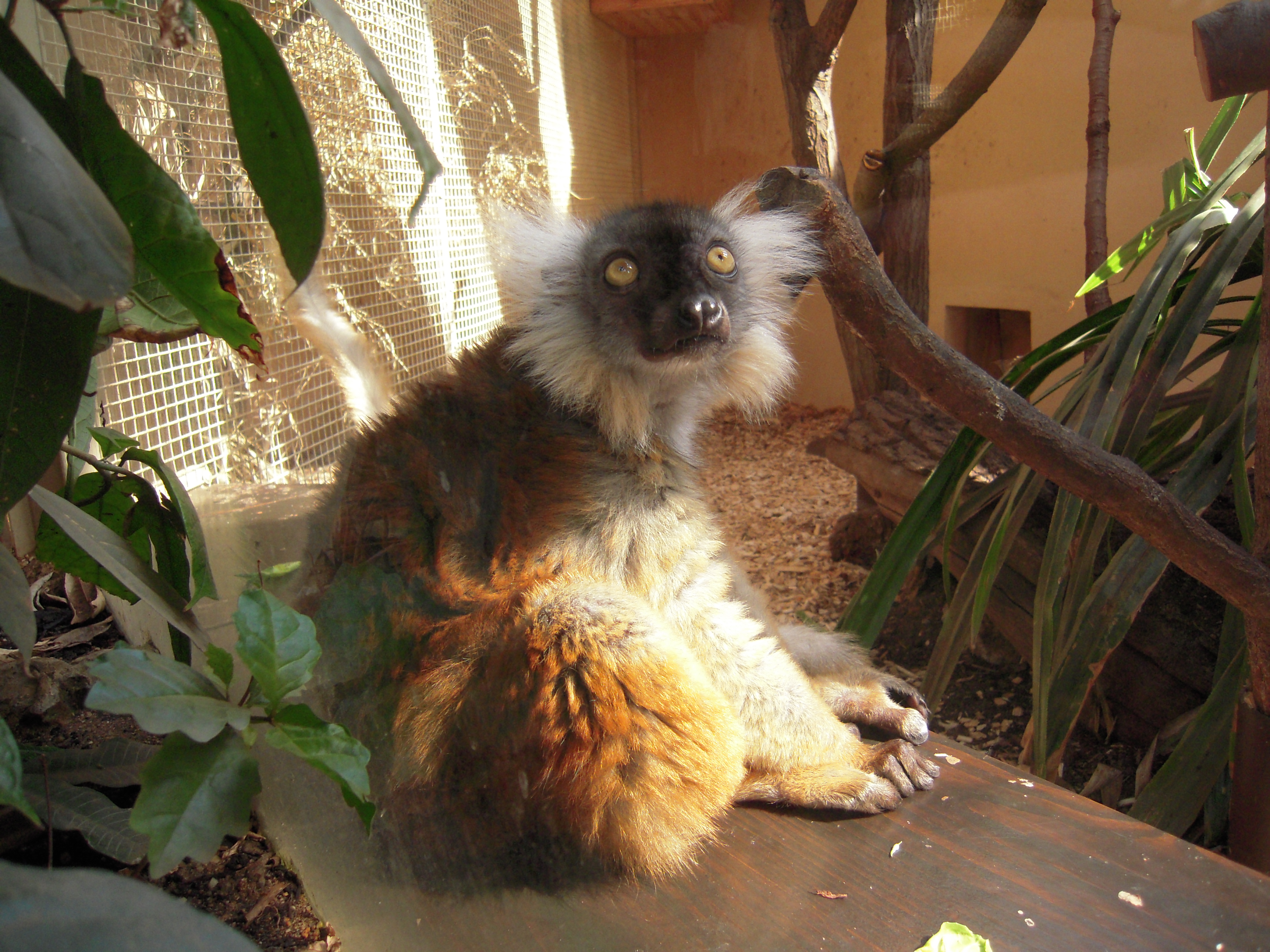 lemur tmavý